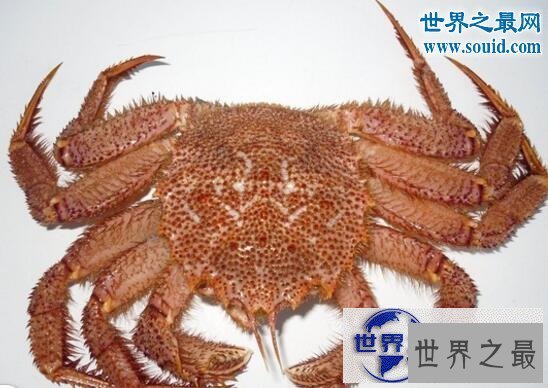 【图】世界上最有趣的动物，长着猪鼻子的大象(笑喷了