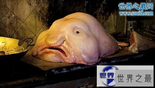 【图】世界上最有趣的动物，长着猪鼻子的大象(笑喷了