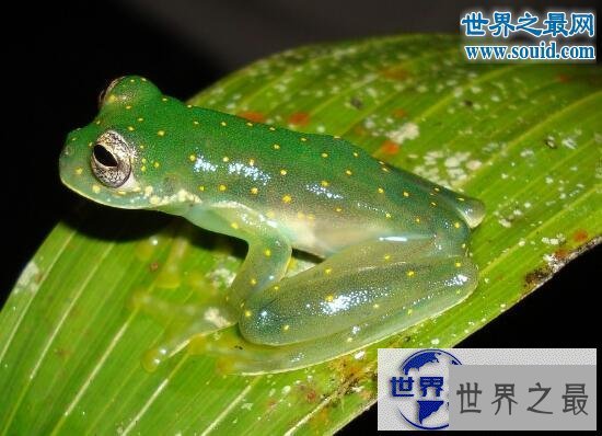 【图】世界上最罕见的动物，真实存在的六角恐龙(萌翻