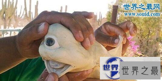 【图】世界上最罕见的动物，真实存在的六角恐龙(萌翻