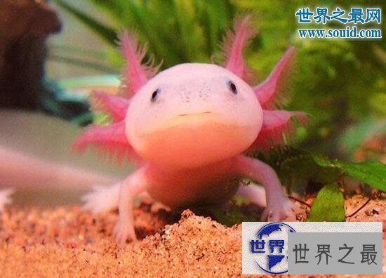 【图】世界上最罕见的动物，真实存在的六角恐龙(萌翻