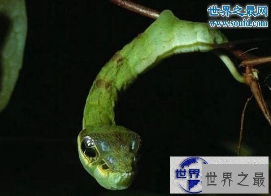 【图】世界上最罕见的动物，真实存在的六角恐龙(萌翻