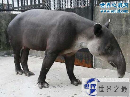 【图】世界上最罕见的动物，真实存在的六角恐龙(萌翻