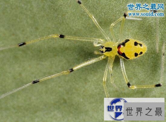 【图】世界上最罕见的动物，真实存在的六角恐龙(萌翻