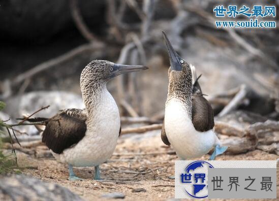 【图】世界上最罕见的动物，真实存在的六角恐龙(萌翻