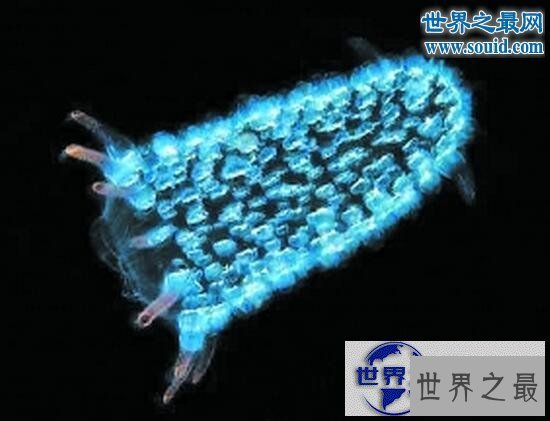 【图】世界上最罕见的动物，真实存在的六角恐龙(萌翻