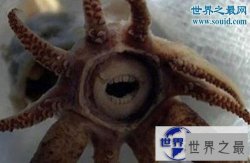 【图】世界上最罕见的动物，真实存在的六角恐龙(萌翻