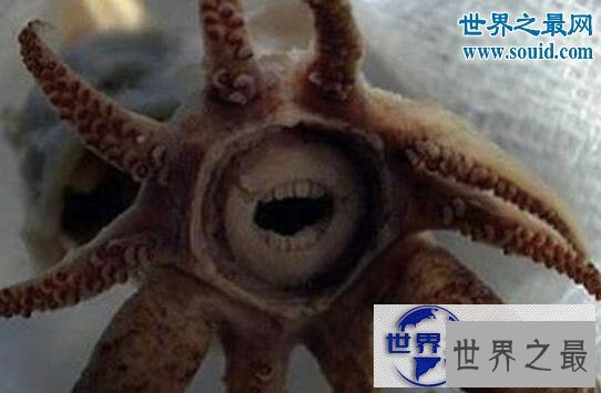 【图】世界上最罕见的动物，真实存在的六角恐龙(萌翻