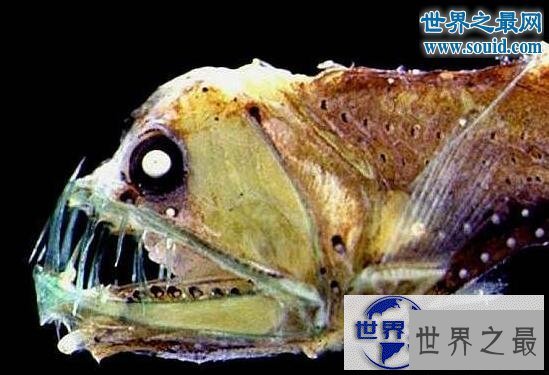 【图】世界上最奇怪的动物，各种你没见过的奇特动物