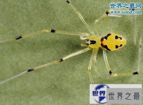 【图】世界上最奇怪的动物，各种你没见过的奇特动物