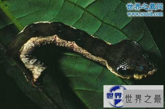 【图】世界上最奇怪的动物，各种你没见过的奇特动物