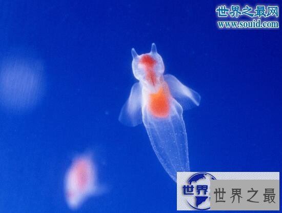 【图】世界上最奇怪的动物，各种你没见过的奇特动物