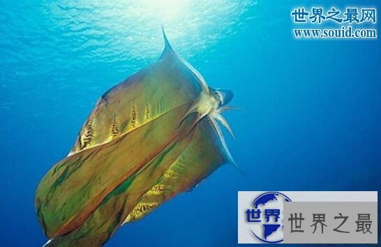 【图】世界上最奇怪的动物，各种你没见过的奇特动物