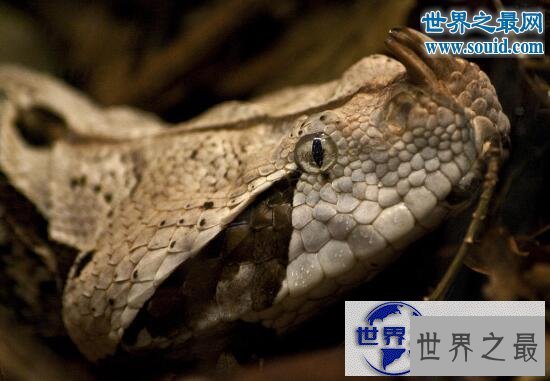 【图】毒牙最长的蛇，加蓬蝰蛇(眼镜王蛇pk加蓬蝰蛇谁