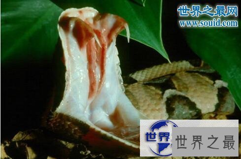 【图】毒牙最长的蛇，加蓬蝰蛇(眼镜王蛇pk加蓬蝰蛇谁