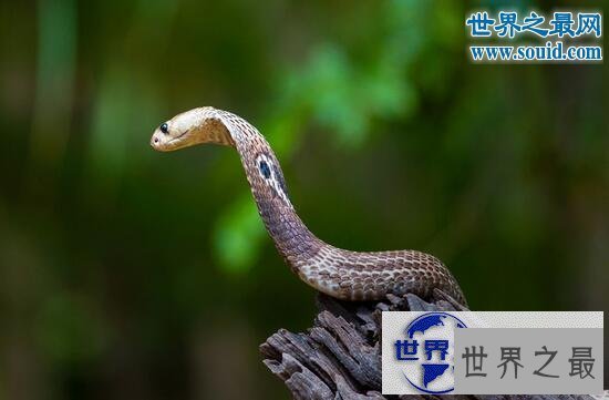 【图】毒牙最长的蛇，加蓬蝰蛇(眼镜王蛇pk加蓬蝰蛇谁