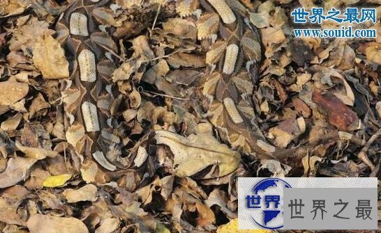 【图】毒牙最长的蛇，加蓬蝰蛇(眼镜王蛇pk加蓬蝰蛇谁