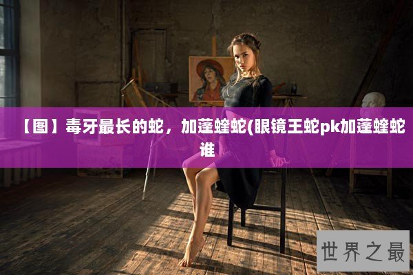 【图】毒牙最长的蛇，加蓬蝰蛇(眼镜王蛇pk加蓬蝰蛇谁