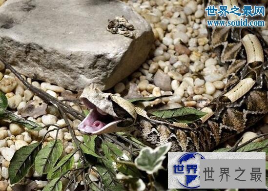 【图】毒牙最长的蛇，加蓬蝰蛇(眼镜王蛇pk加蓬蝰蛇谁