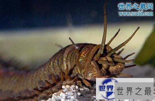 【图】世界上最恶心的生物，蛀船虫(长着数千根刺毛