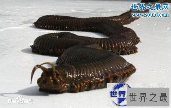 【图】世界上最恶心的生物，蛀船虫(长着数千根刺毛