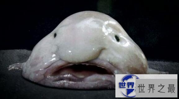 【图】世界上最恶心的生物，蛀船虫(长着数千根刺毛