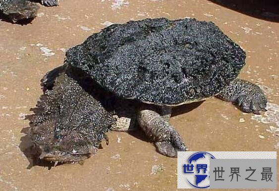 【图】世界上最恶心的生物，蛀船虫(长着数千根刺毛