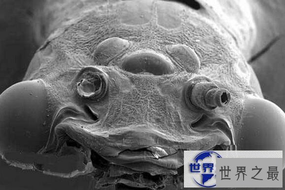 【图】世界上最恶心的生物，蛀船虫(长着数千根刺毛