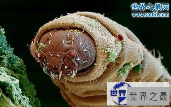 【图】世界上最恶心的生物，蛀船虫(长着数千根刺毛
