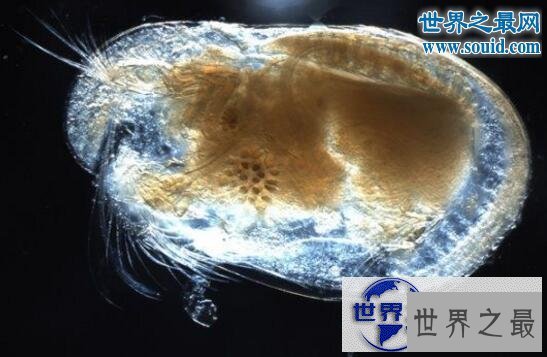【图】世界上最恶心的生物，蛀船虫(长着数千根刺毛