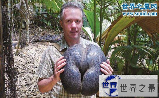 【图】世界上最大的种子，海椰子(长50厘米/重达40斤)