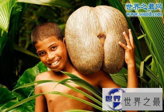 【图】世界上最大的种子，海椰子(长50厘米/重达40斤)