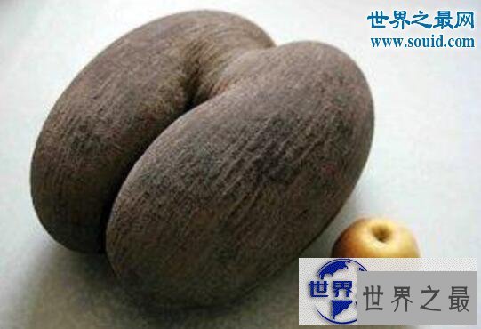【图】世界上最大的种子，海椰子(长50厘米/重达40斤)