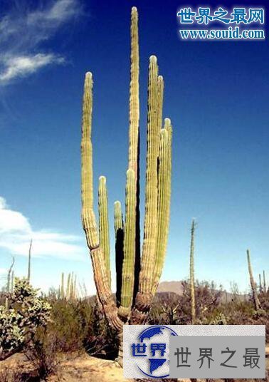 【图】世界上最高的仙人掌，巨人柱最高可达21米以上