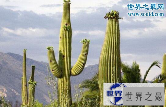【图】世界上最高的仙人掌，巨人柱最高可达21米以上