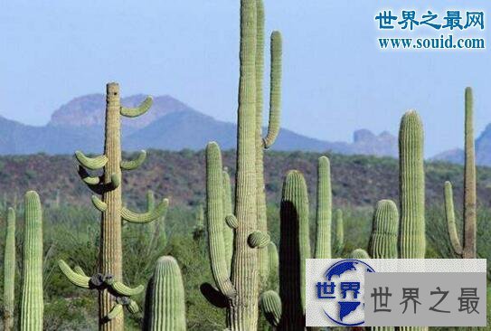 【图】世界上最高的仙人掌，巨人柱最高可达21米以上