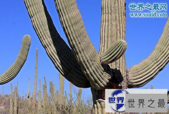 【图】世界上最高的仙人掌，巨人柱最高可达21米以上