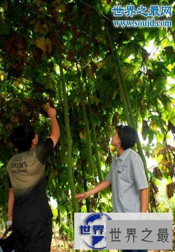 【图】世界上最长的丝瓜，丝瓜成精巨长(长达4米)