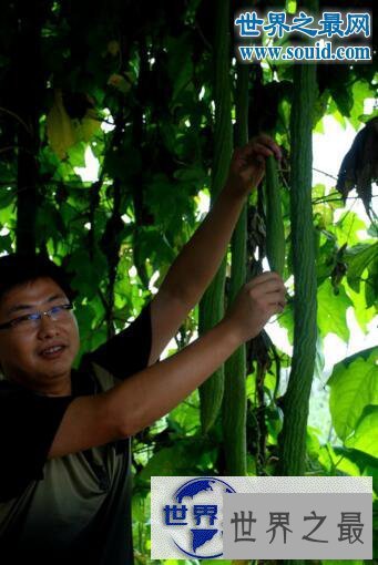 【图】世界上最长的丝瓜，丝瓜成精巨长(长达4米)