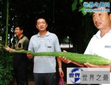 【图】世界上最长的丝瓜，丝瓜成精巨长(长达4米)