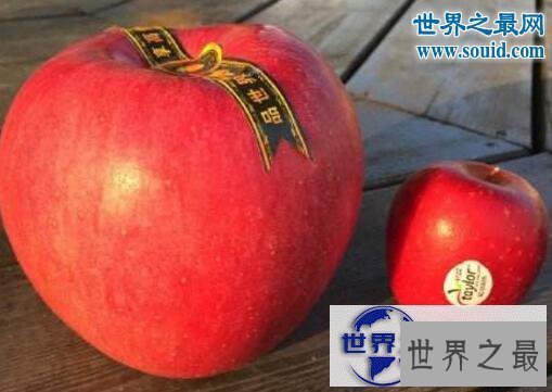 【图】世界上最贵的苹果，日本世界一号苹果(228元1个