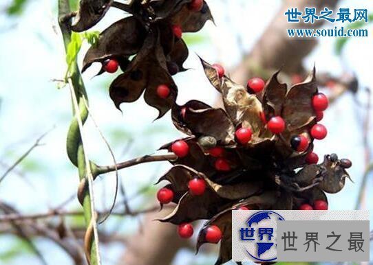 【图】世界上毒性最强的植物，鸡母珠(一颗足以致命
