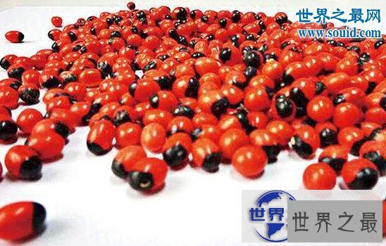 【图】世界上毒性最强的植物，鸡母珠(一颗足以致命