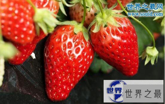 【图】最脏的水果，草莓(有着20中农药残留)