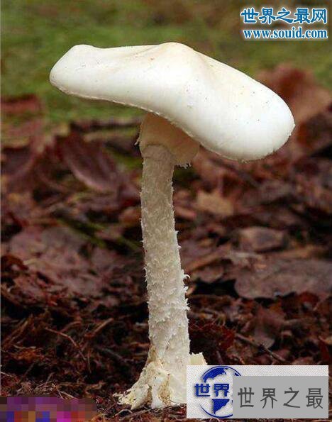 【图】世界上最毒的蘑菇，死亡帽(0.03克即可致人死亡