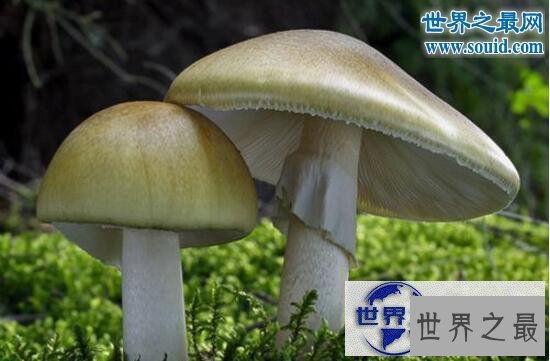 【图】世界上最毒的蘑菇，死亡帽(0.03克即可致人死亡
