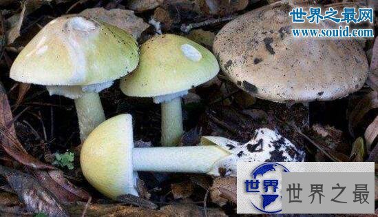 【图】世界上最毒的蘑菇，死亡帽(0.03克即可致人死亡