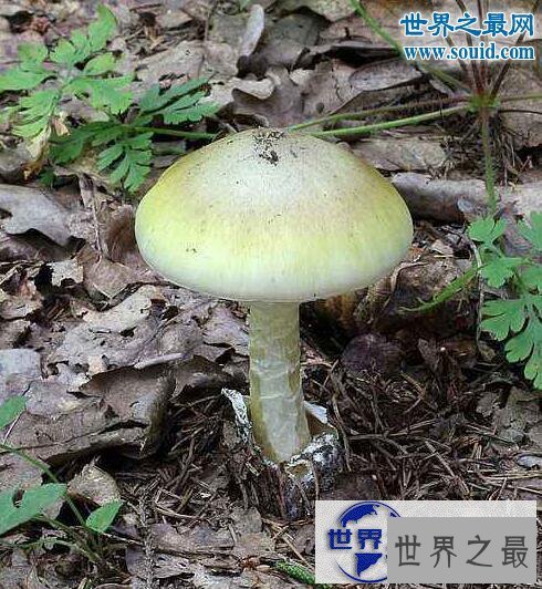 【图】世界上最毒的蘑菇，死亡帽(0.03克即可致人死亡