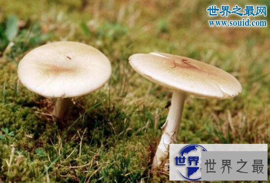 【图】世界上最毒的蘑菇，死亡帽(0.03克即可致人死亡