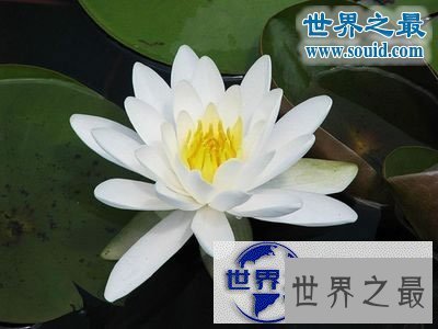 【图】世界上最美的花，盘点十大最美丽的花